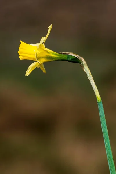 Narcissus nevadensis - Sierra Nevada daffodil är en art i familjen Amaryllidaceae. — Stockfoto