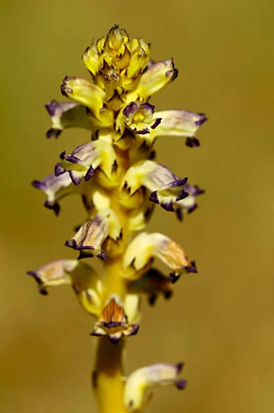 Orobanche - pianta parassitaria, della famiglia delle orobancaceae. — Foto Stock