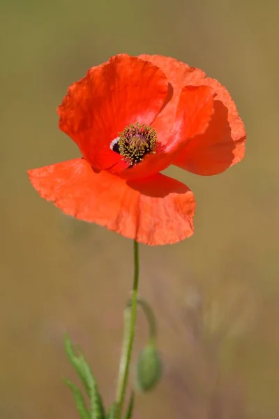 Papaver es un género de plantas con flores perteneciente a la familia Papaveraceae. — Foto de Stock