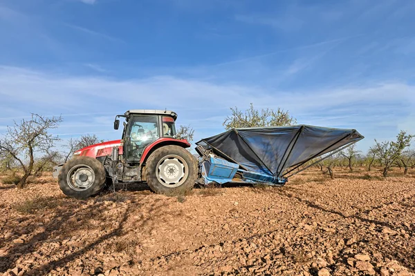 Traktor szedés mandula az esernyővel. — Stock Fotó