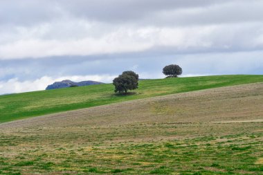 Doğu Dağları 'nın tahıl çayırlarının manzarası - Granada