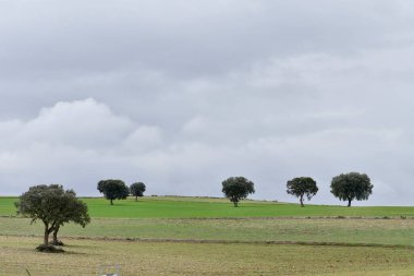 Doğu Dağları 'nın tahıl çayırlarının manzarası - Granada