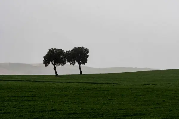 Τοπίο του βοσκότοπου των δημητριακών στα ανατολικά βουνά - Γρανάδα — Φωτογραφία Αρχείου