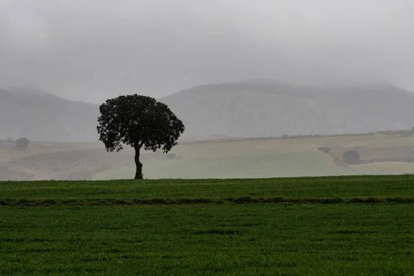 Paisaje de los pastos de cereales de las Montañas Orientales - Granada — Foto de Stock