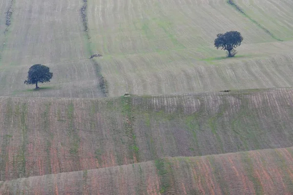 Landschaft der Getreideweiden des östlichen Gebirges - Granada — Stockfoto