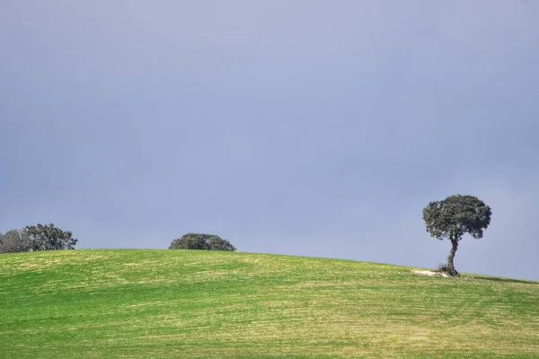 Paisagem do pasto de cereais das Montanhas Orientais - Granada — Fotografia de Stock