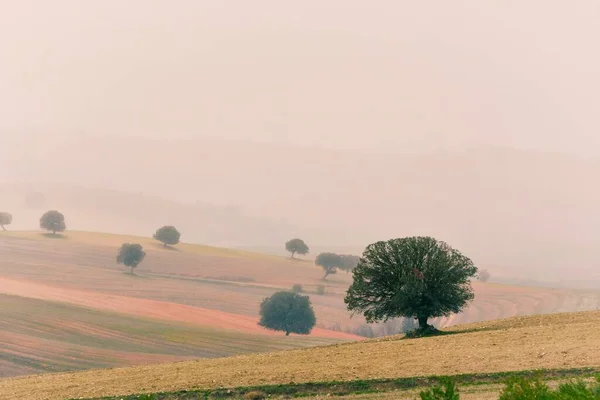 Landskap med spannmålsbetesmark i östra bergen - Granada — Stockfoto