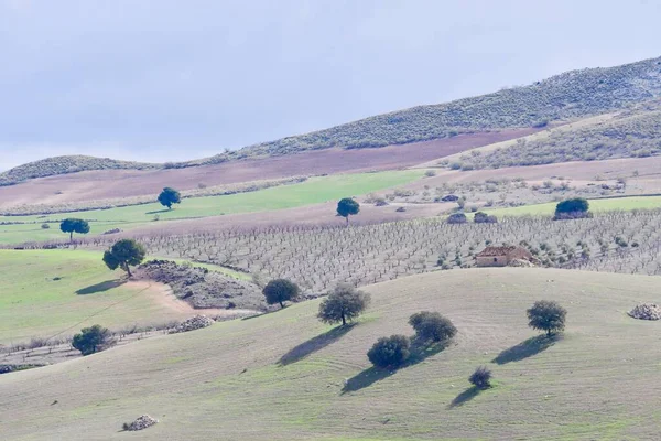 Krajobraz pastwiska zbożowego Gór Wschodnich - Granada — Zdjęcie stockowe