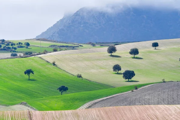 Landskap på kornbeite i de østlige fjellene - Granada – stockfoto