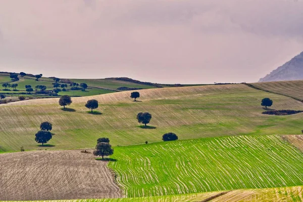 Landskap med spannmålsbetesmark i östra bergen - Granada — Stockfoto