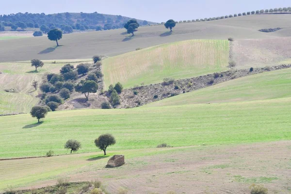 Landschaft der Getreideweiden des östlichen Gebirges - Granada — Stockfoto