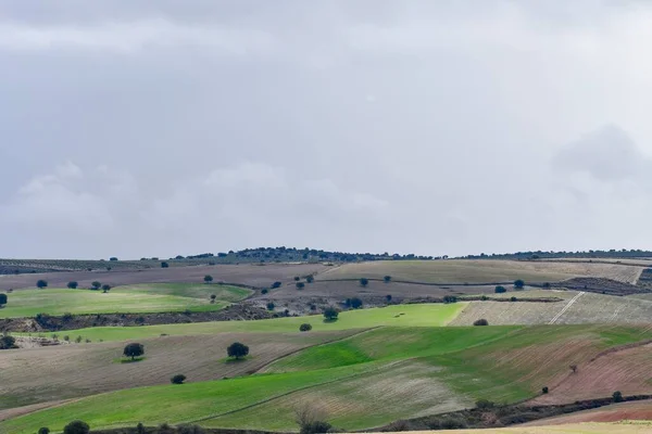 Τοπίο του βοσκότοπου των δημητριακών στα ανατολικά βουνά - Γρανάδα — Φωτογραφία Αρχείου