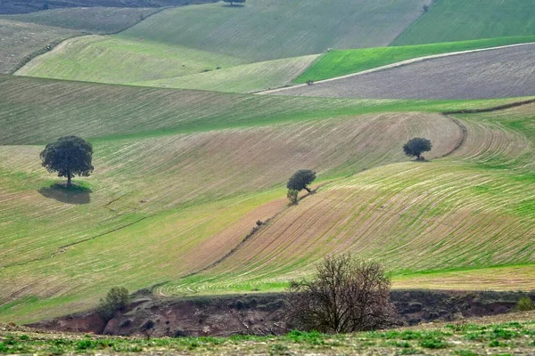 Landschaft der Getreideweiden des östlichen Gebirges - Granada — Stockfoto
