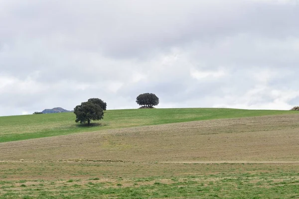 Landschaft der Getreideweiden des östlichen Gebirges - Granada — Stockfoto