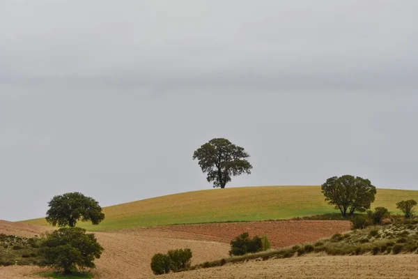 Landskap med spannmålsbetesmark i östra bergen - Granada — Stockfoto