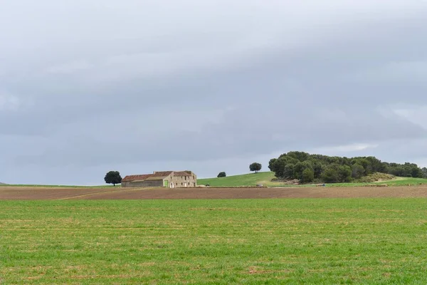 Paisaje de los pastos de cereales de las Montañas Orientales - Granada —  Fotos de Stock