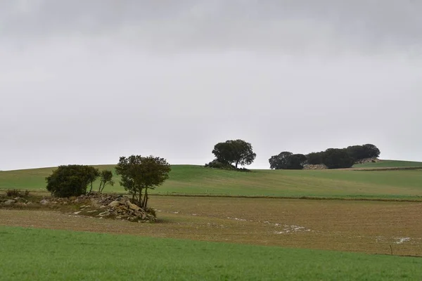 Paisagem do pasto de cereais das Montanhas Orientais - Granada — Fotografia de Stock