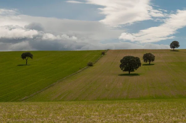 Landschap van de graanweide van de Oostelijke Bergen - Granada — Stockfoto