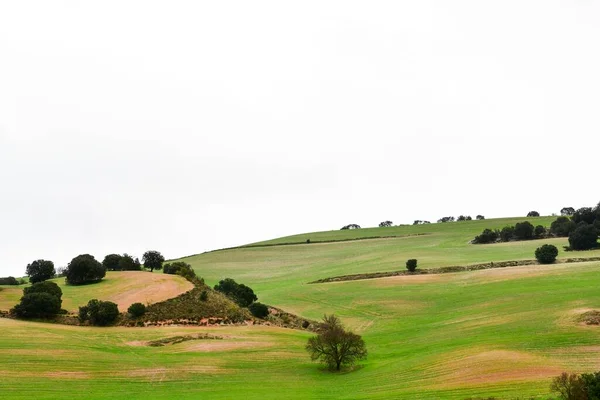 Landskap med spannmålsbetesmark i östra bergen - Granada — Stockfoto