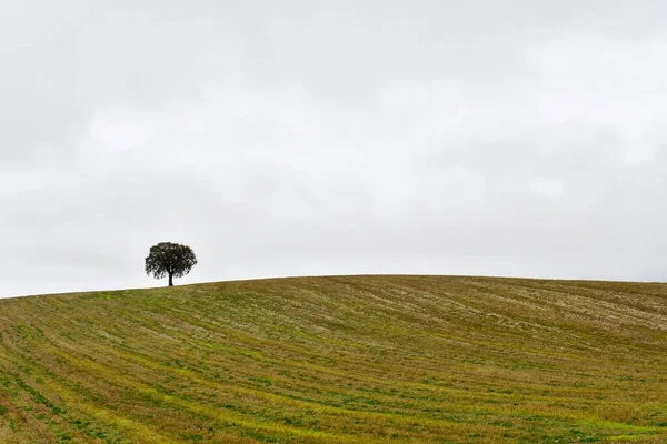 Tájkép a gabona legelő a keleti hegység - Granada — Stock Fotó