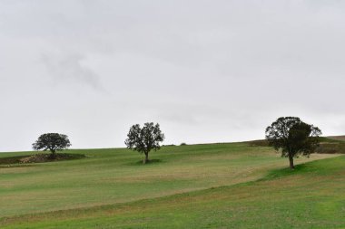 Doğu Dağları 'nın tahıl çayırlarının manzarası - Granada
