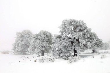 Fırtınadan sonra kar çam ağaçlarını kapladı - Sierra de Baza