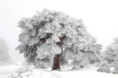 Fırtınadan sonra kar çam ağaçlarını kapladı - Sierra de Baza