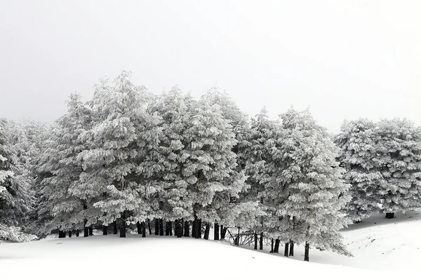 Pinheiros cobertos de neve após a tempestade - Sierra de Baza — Fotografia de Stock