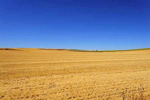 Paisagem dos campos de cereais após a colheita — Fotografia de Stock