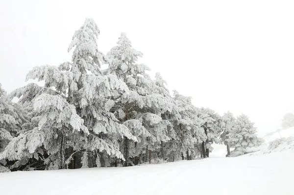 Fırtınadan sonra kar çam ağaçlarını kapladı - Sierra de Baza — Stok fotoğraf