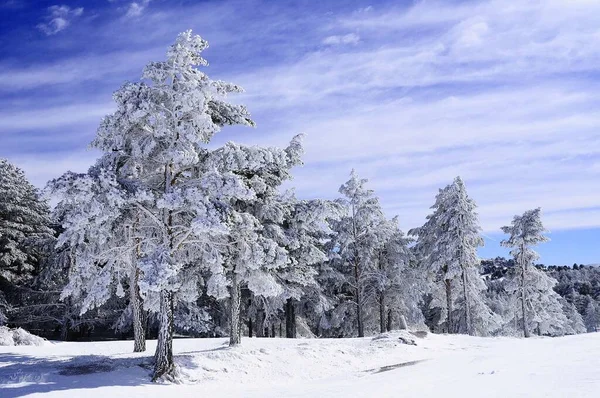 Fırtınadan sonra kar çam ağaçlarını kapladı - Sierra de Baza — Stok fotoğraf