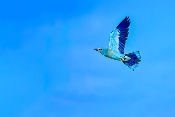 Upupidi, della famiglia degli Upupidi e dell'ordine degli Upupiformes — Foto Stock