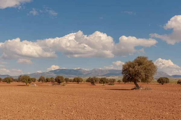 Últimas estepas en los campos de Granada —  Fotos de Stock