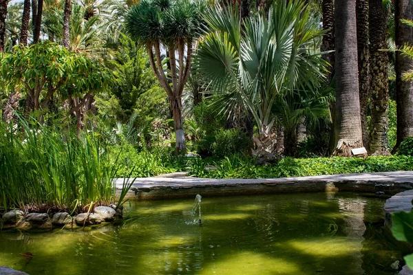 Estanque de tortugas en el jardín botánico — Foto de Stock