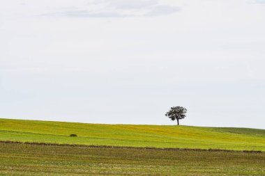 Doğu dağlarının tahıl tarlaları