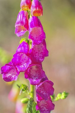 Digitalis purpurea, halk arasında yüksükotu ya da dijitalis olarak bilinir..