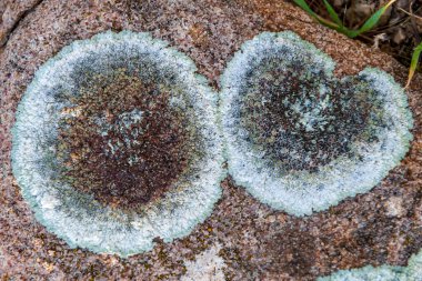 Lichens nüfusu bir kayanın yüzeyine dağıldı.