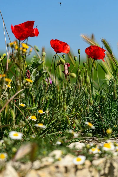 シリアルフィールドのケシの花のグループ. — ストック写真