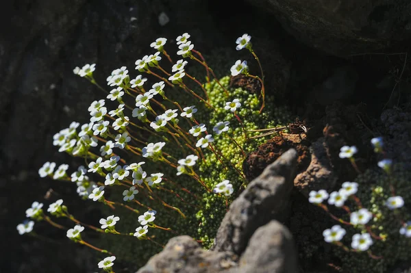 Cerastium gibraltaricum Boiss., Eine Art aus der Familie der Caryophilaceae. — Stockfoto