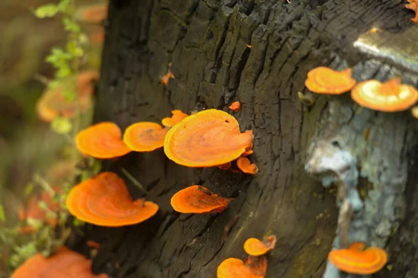 Популяция грибов, разбросанная по поверхности бревна. — стоковое фото