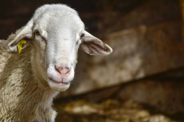 Ovis oryantalis armaları - Koyun dört ayaklı bir memeli..