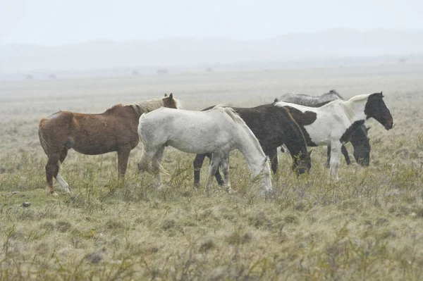 O cavalo é um mamífero perissodactilo domesticado da família dos equídeos.. — Fotografia de Stock