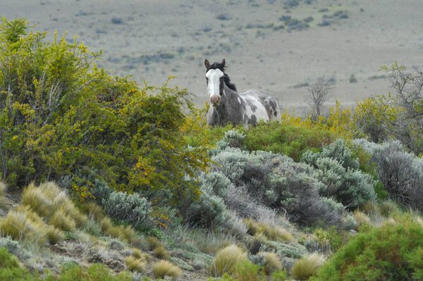 Лошадь является одомашненным perissodactyl млекопитающим семейства equidae.