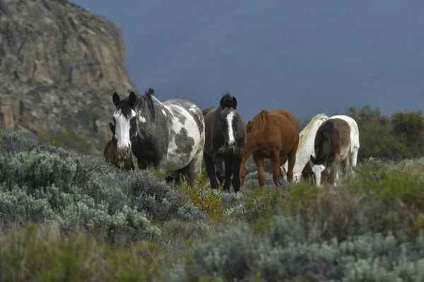 Koń jest udomowionym ssakiem perissodaktylowym z rodziny koniowatych. — Zdjęcie stockowe