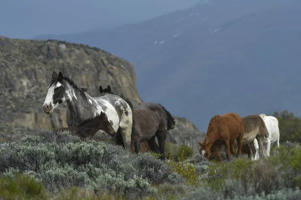 El caballo es un mamífero perissodáctilo domesticado de la familia de los équidos.. — Foto de Stock