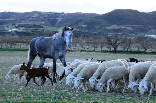 Le cheval est un mammifère périssodactyle domestiqué de la famille des équidés. — Photo