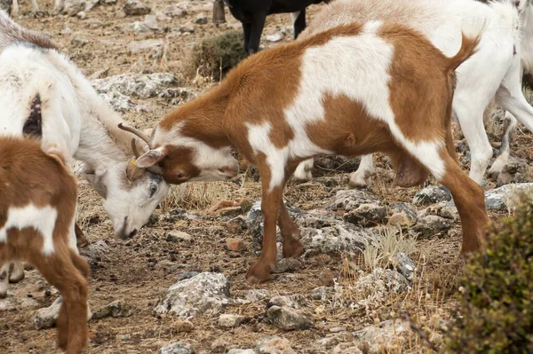 La chèvre est un mammifère artiodactyle - sous-famille des Caprinae. — Photo
