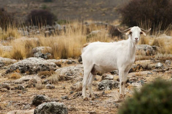 De geit is een zoogdier uit de familie van de spitsmuizen (Caprinae).. — Stockfoto