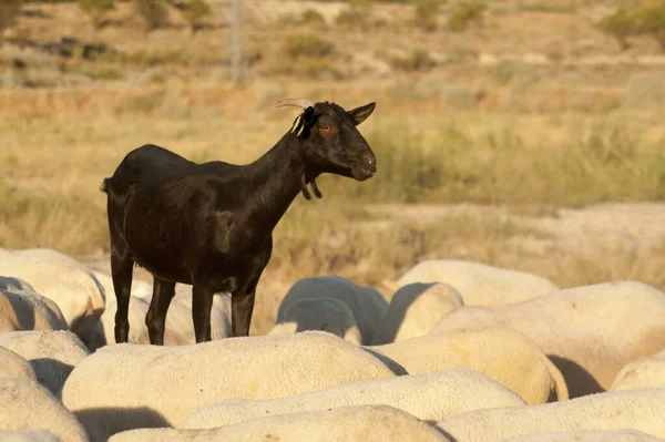 Geten är ett artiodaktyldäggdjur - Caprinae underfamilj. — Stockfoto