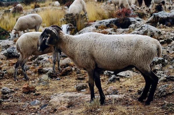 Ovis orientalis aries - овца - домашняя квадрокоптер. — стоковое фото